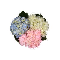 Hydrangea 3 Stem, 1 Each