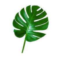 Monstera Leaf, Small, 1 Each