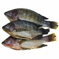 Whole Tilapia, 1 Pound