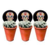 3" Brain Cactus Terracotta, 1 Each