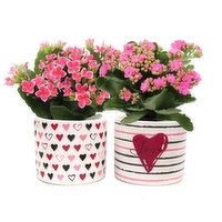 4" Graphic Heart Ceramic Pot Calandiva, 1 Each