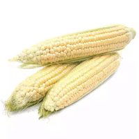 White Corn, 1 Each