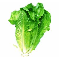 Romaine Lettuce