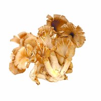 Oyster Mushrooms, 1 Pound