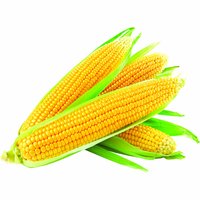 Ewa Sweet Corn, Local (Pack of 4), 1 Each