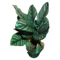 6" Calathea Makoyana, 1 Each