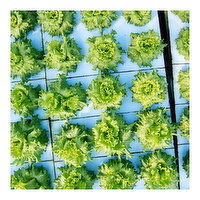 Green Leaf Lettuce, 1 Each