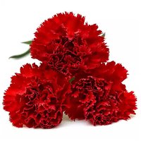 Carnation, 7-Stem, 1 Each