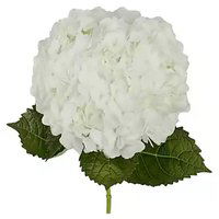 Assorted Hydrangea, Single Stem, 1 Each