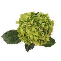 Kiwi Hydrangea, Single Stem, 1 Each