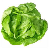 Organic Butter Lettuce, 0.4 Pound