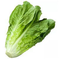 Lettuce, Local Romaine, 1.5 Pound