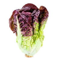 Lettuce, Local Red Romaine, 1 Pound