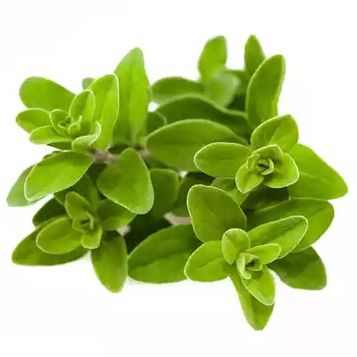 Local Marjoram