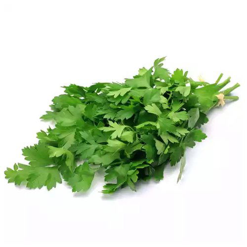 Italian Parsley Herb