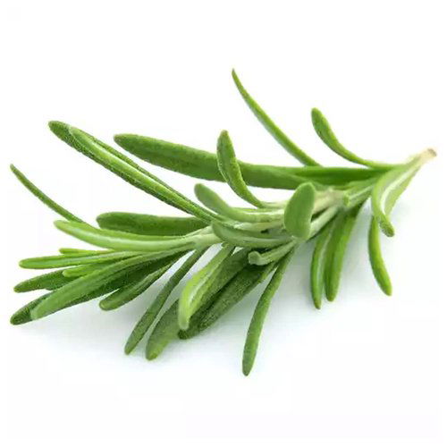 Rosemary Herb