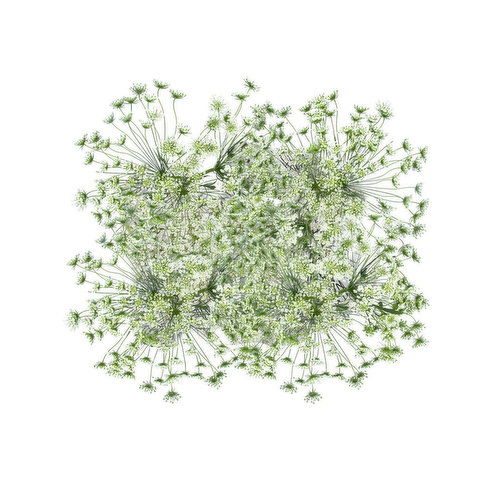 Queen Anne's Lace