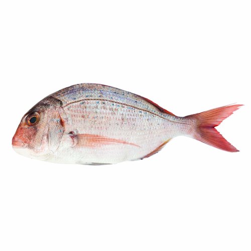 Fresh Tai Snapper, Whole