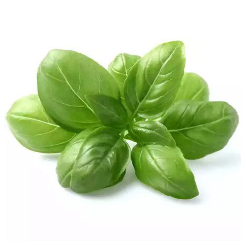 Local Sweet Basil