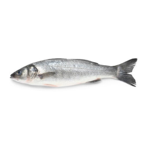 Loup De Mer Branzino (European Sea Bass)