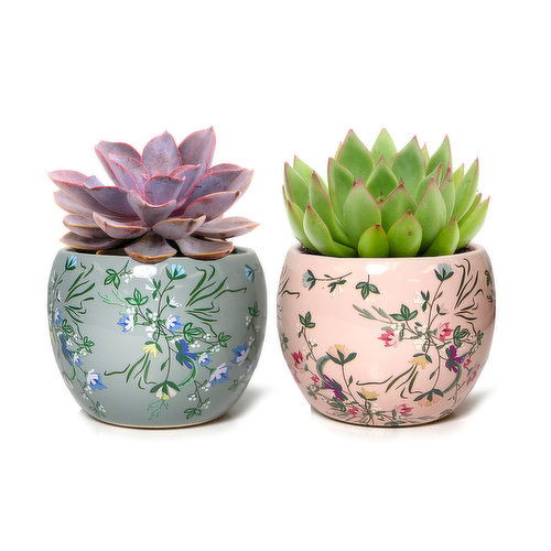 4" Succulent W/floral Ceramic