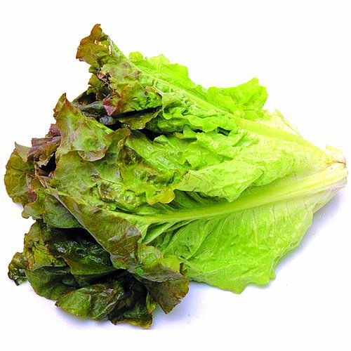 Red Leaf Lettuce