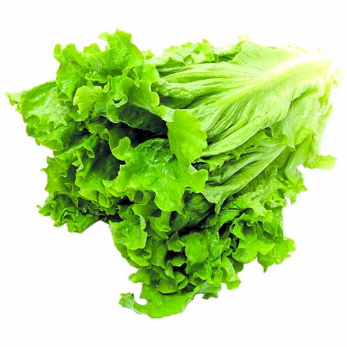 Green Leaf Lettuce