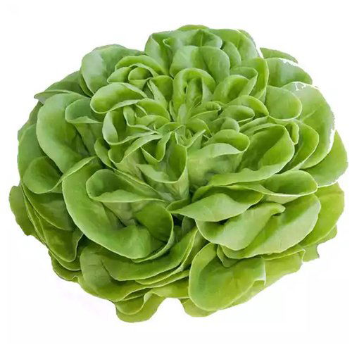 Boston Lettuce, Each