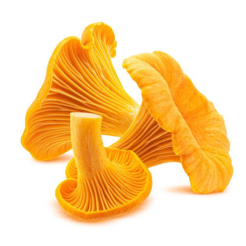 Chanterelle Mushrooms