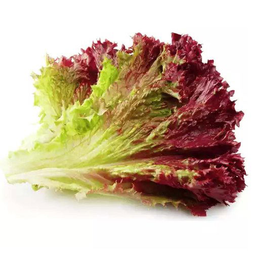 Red Leaf Lettuce, Local