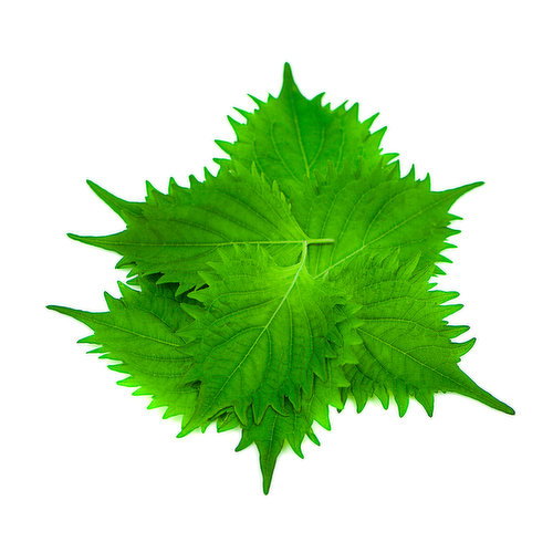 Shiso Leaf