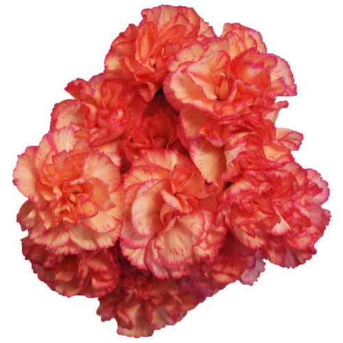 Baby Blooms Mini Carnations, 7-Stems