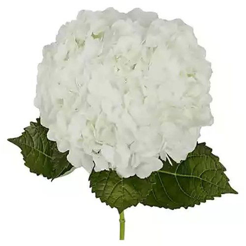 Assorted Hydrangea, Single Stem