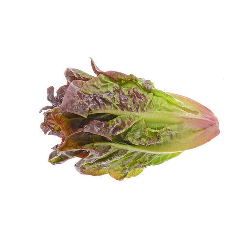 Lettuce, Organic Red Romaine