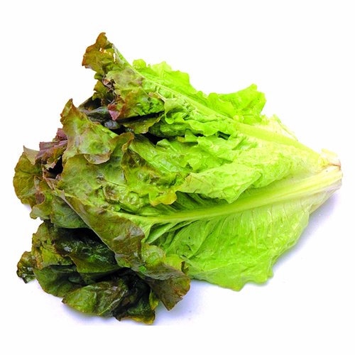 Organic Red Leaf Lettuce