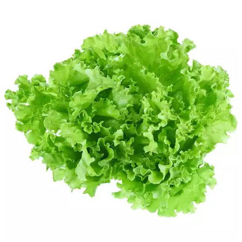 Organic Green Leaf Lettuce