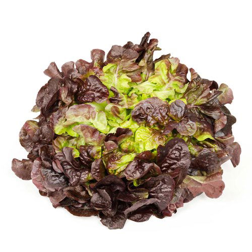 Organic Red Butter Lettuce