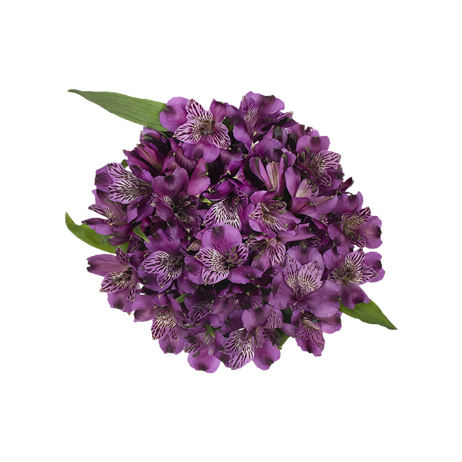 この世で一番愛しい記憶 / ALSTROeMERIA / kaoling 同人音楽CD この世で一番愛しい記憶 / ALSTROeMERIA 同人音楽CD この世で一