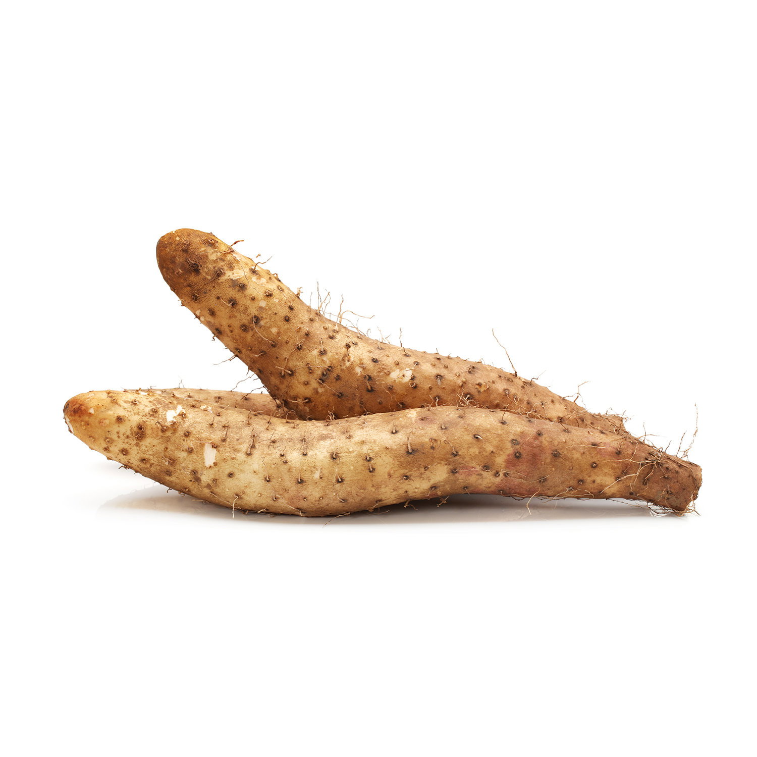 Yamaimo Root Amazon.com : TPL ORGANIC MOUNTAIN WILD YAM C/S Dried,